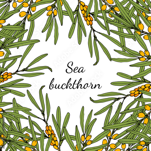 Sea buckthorn branches with berries and leaves