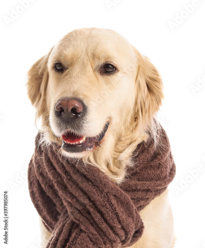 Fototapeta Naklejka Na Ścianę i Meble -  Cute dog with warm scarf on white background. Concept of heating season