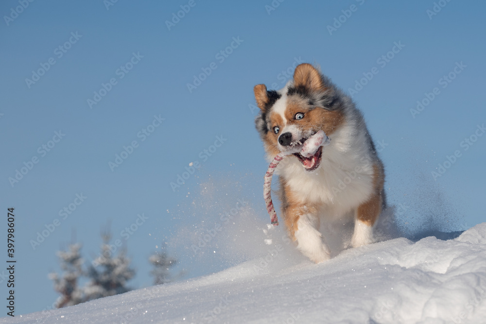 Dog, Australian Shepherd jumps, runs, raging with joy in the snow Dog, Australian Shepherd jumps, runs, raging with joy in the snow