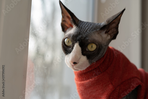 Beautiful sphinx cat in a red sweater looking at the camera