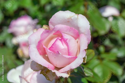 Rose Honore de Balzac Pink rose in the park garden close up view