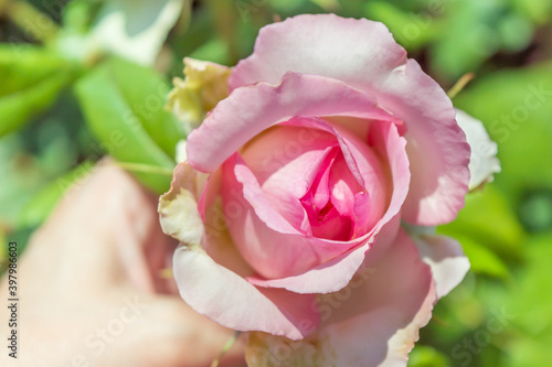 Rose Honore de Balzac Pink rose in the park garden close up view