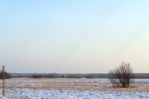 Foggy winter landscape with bushes and trees, soft daylight