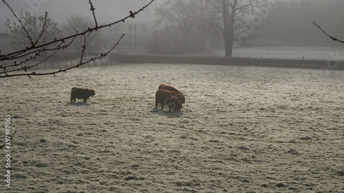 a family of 4 furry highland cows on a frozen pasture on a foggy morning photo