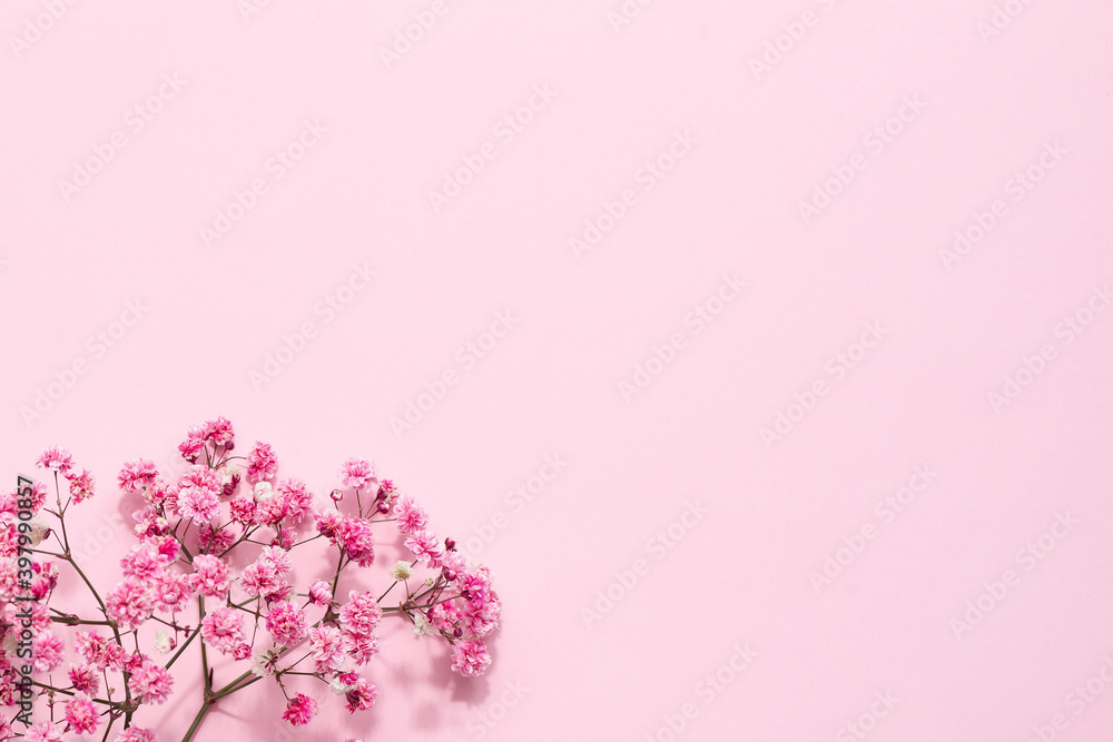 Elegant floral soft pink composition. Beautiful flowers on pastel pink background.