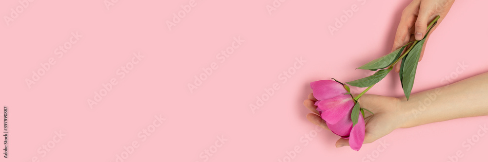 Hands hold peony flower on a pink pastel background. Header with copy space. Mother's day concept.