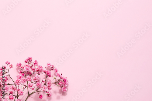Elegant floral soft pink composition. Beautiful flowers on pastel pink background.