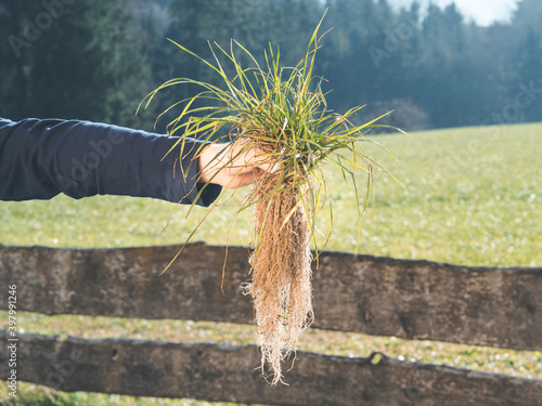 hand holding turfgrass  with deep root system; nice landscape