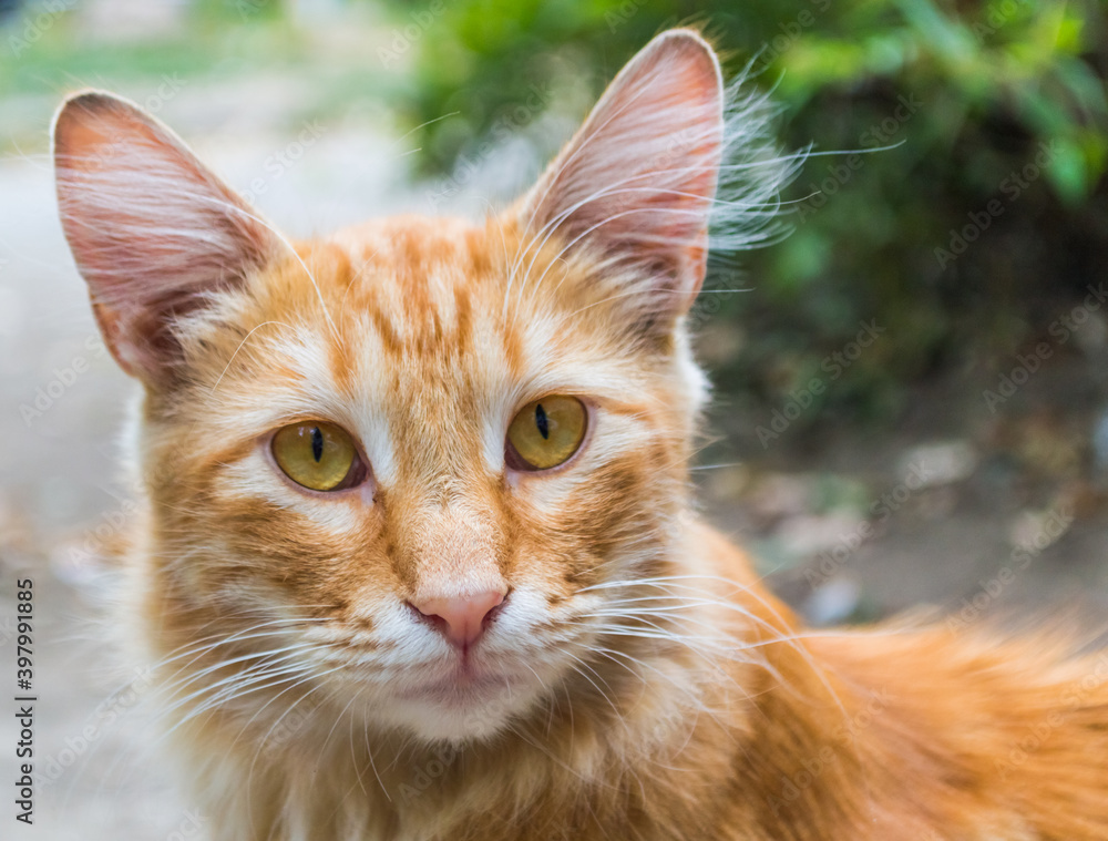 Beautiful ginger cat closeup, blur background