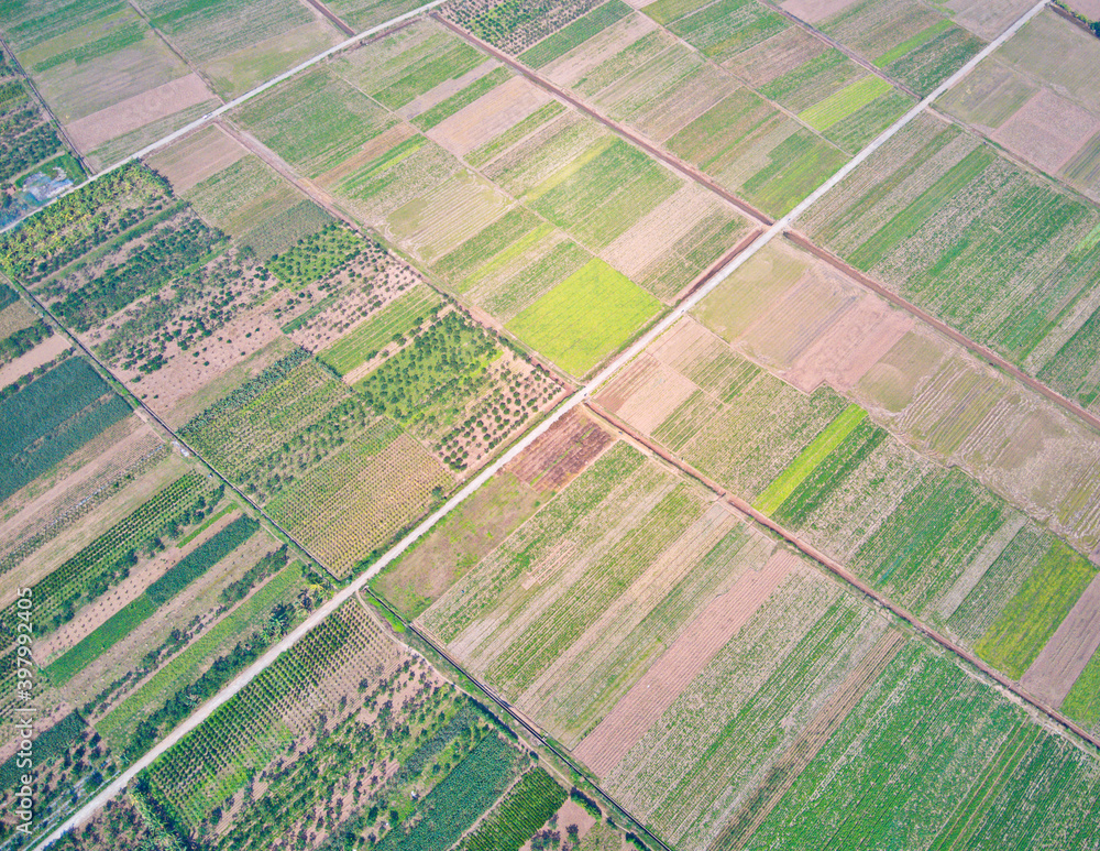 Fototapeta premium Very nice vegetable plantation on tidal fields in Thai Binh province, Vietnam