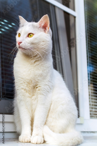 White pretty cat with green eyes sitting on the window