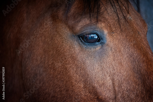 Pferd close up