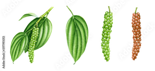 Black pepper spice plant set watercolor illustration. Hand drawn realistic botanical piper nigrum herb image. Black pepper organic green, red seeds, leaves hot spice collection. Cooking ingredient