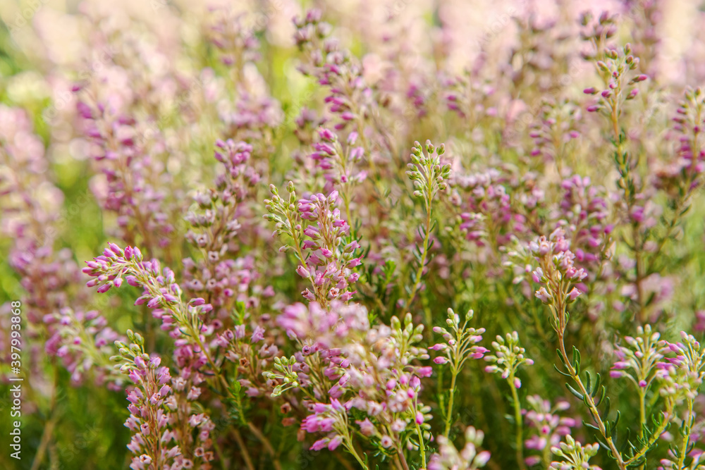 Blooming colorful heather in the meadow. Autumn honey flowering plant. Soft focus Blooming colorful heather in the meadow. Autumn honey flowering plant. Soft focus