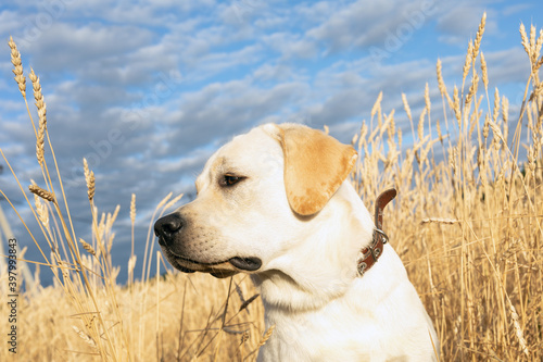 Labrador dog sitting outdoor in wheat field in morning sun light