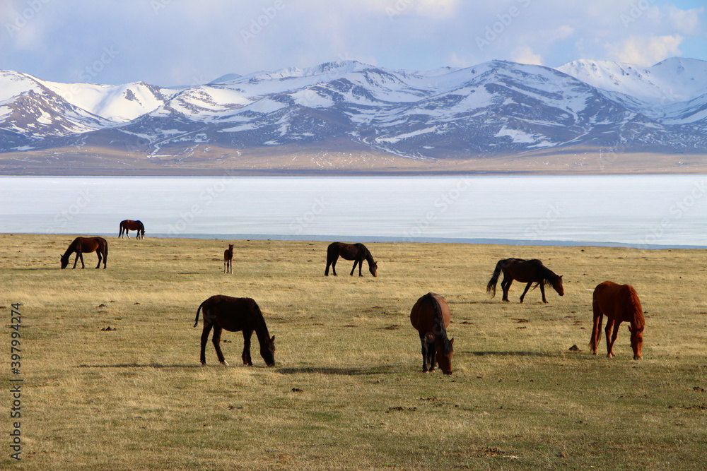 Horses in front of the Song Kol lake in Kyrgyzstan