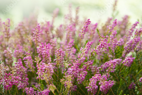 Blooming colorful heather in the meadow. Autumn honey flowering plant. Soft focus