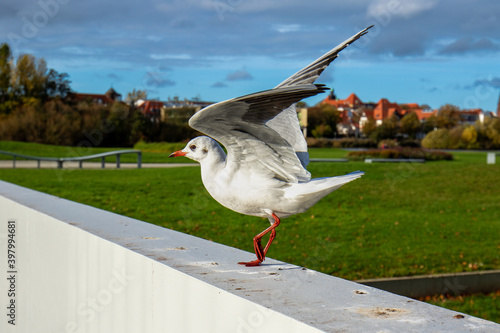 Möve beim Tanzen photo