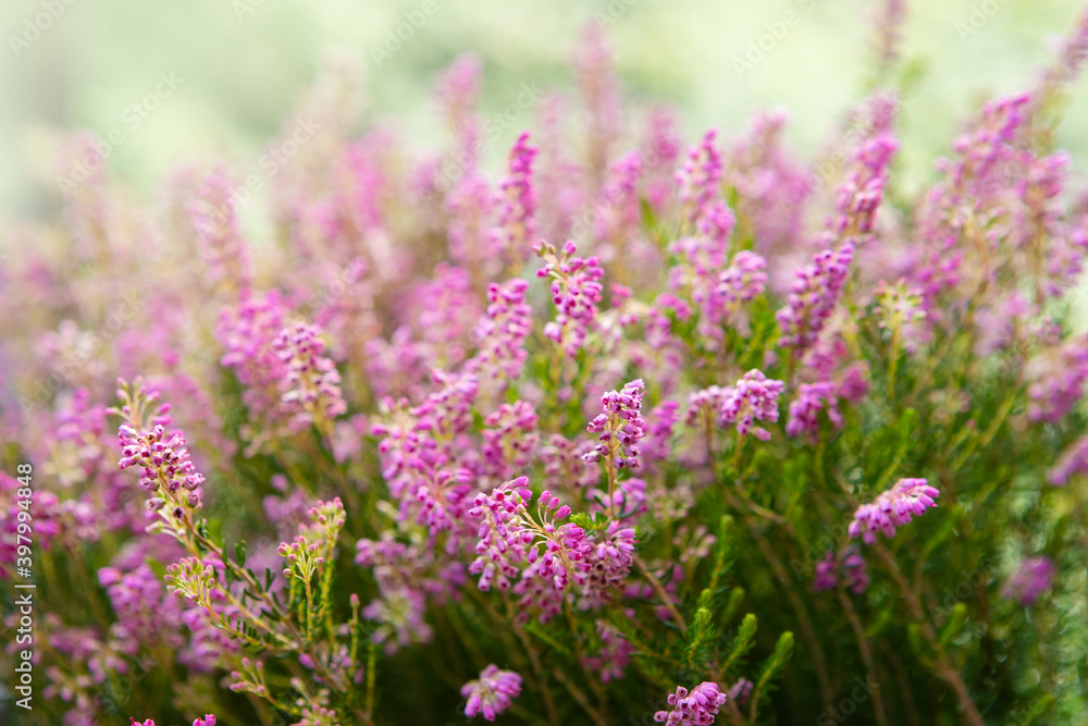Blooming colorful heather in the meadow. Autumn honey flowering plant. Soft focus Blooming colorful heather in the meadow. Autumn honey flowering plant. Soft focus