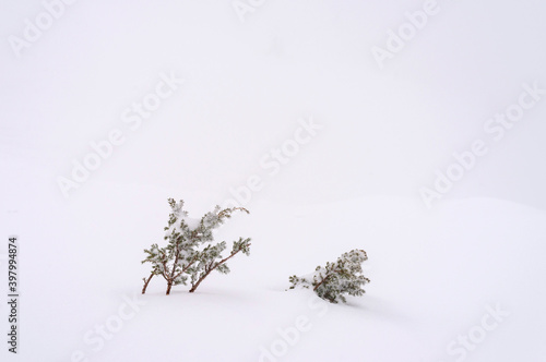 Young fir trees on a snowy slope.
