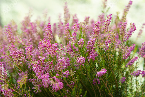 Blooming colorful heather in the meadow. Autumn honey flowering plant. Soft focus