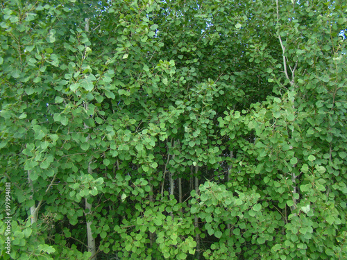 Young birch forest. Green leaves.