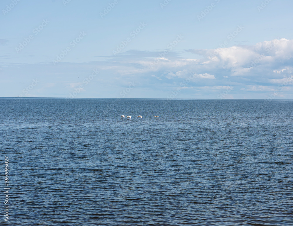 Swans flying over the sea