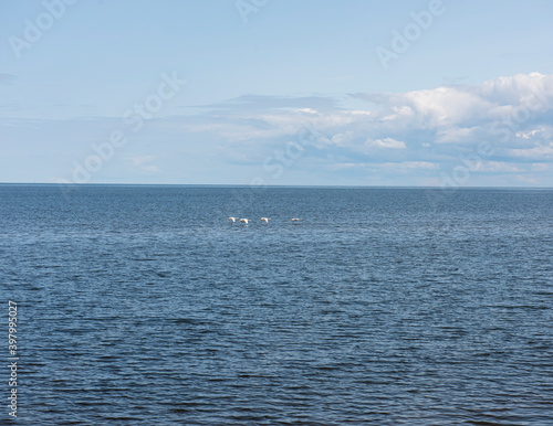 Swans flying over the sea