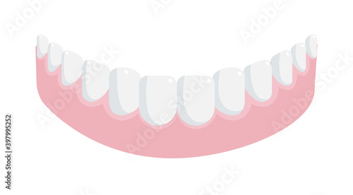 Human lower jaw gum with straight healthy teeth on white