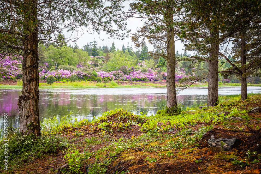 Small lake with pink rhododendron near Cragside in Northumberland,  United Kingdom