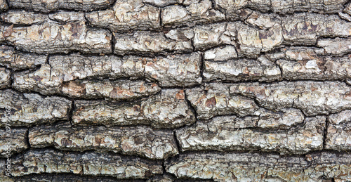 Photo of old wood tree texture background