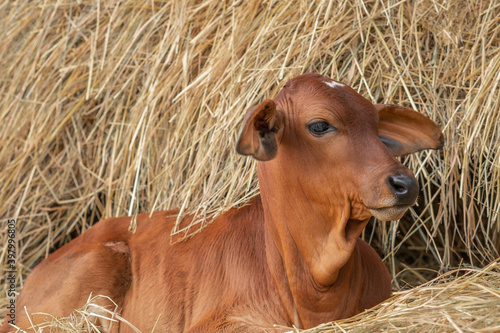 Red brahman calf lying near Haystack