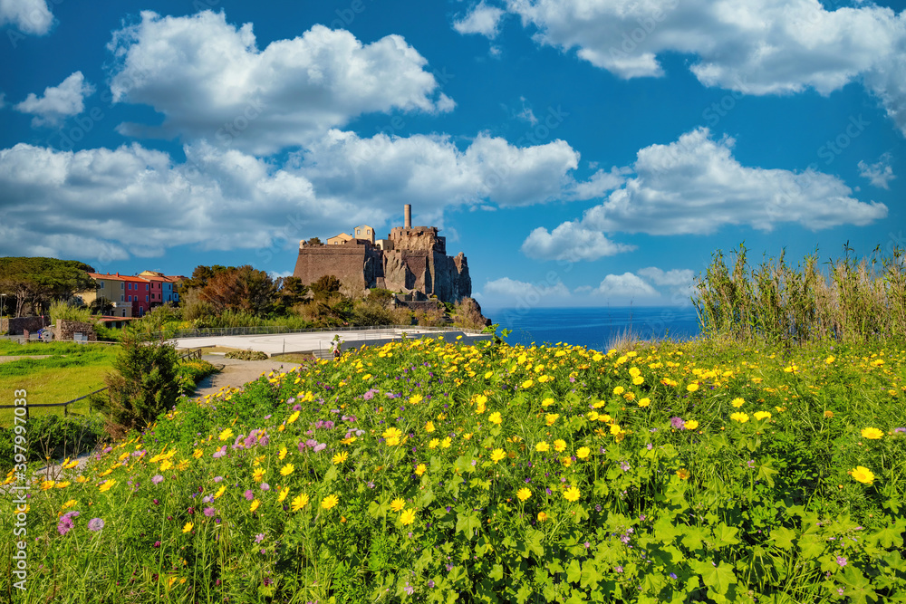 Coastal seascape with wild flowers of the island of Capraia in the Tuscan Archipelago of Italy