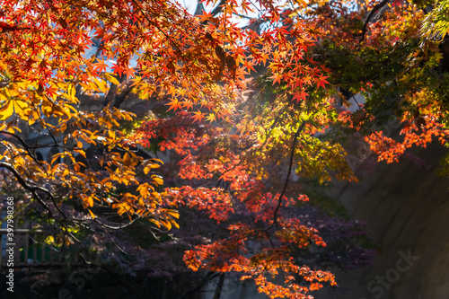 東京都北区王子にある公園の紅葉の景色