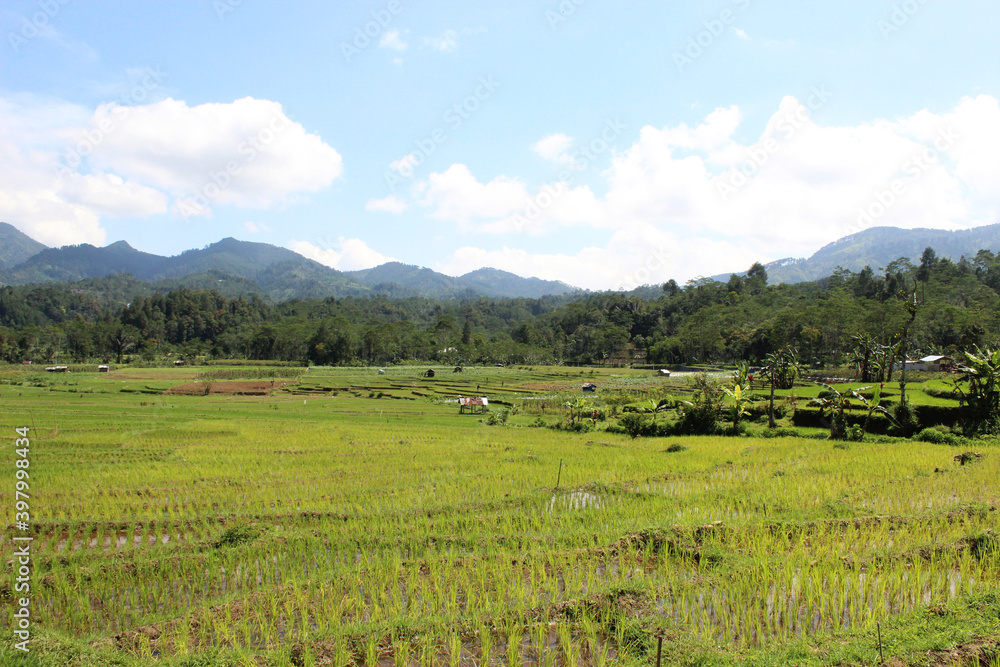 beautiful rice field landscape with blue sky, indonesia plantation, green fresh farming nature photo background wallpaper