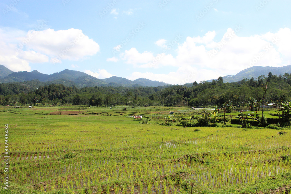Obraz premium beautiful rice field landscape with blue sky, indonesia plantation, green fresh farming nature photo background wallpaper