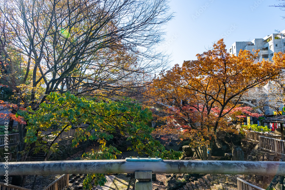東京都北区王子にある公園の紅葉の景色