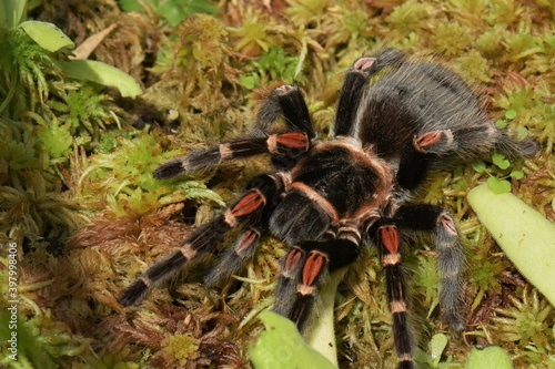 Close-up of Brahipelma Smitti Mexican red knee tarantula on moss shortly after molting.