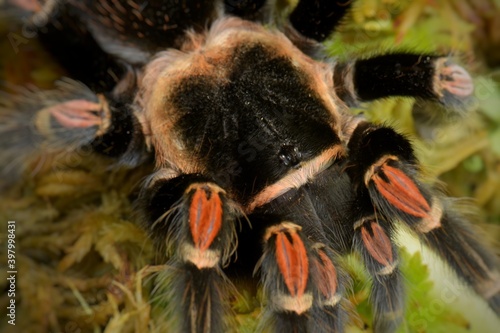 Close-up of Brahipelma Smitti Mexican red knee tarantula on moss shortly after molting.