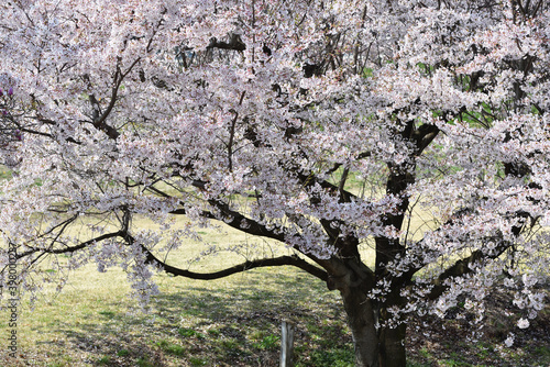 Wallpaper Mural Cherry blossom in a park Torontodigital.ca