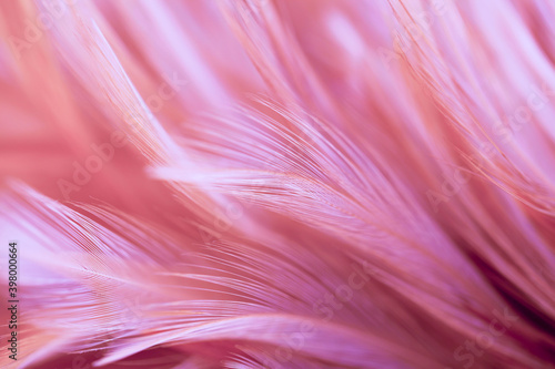 Chicken feathers in soft and blur style for background