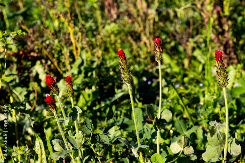 Crimson clover growing in a field, also called Trifolium incarnatum or Inkarnatklee Crimson clover growing in a field, also called Trifolium incarnatum or Inkarnatklee