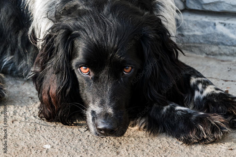 The black Spaniel has its head on its paws and is looking at the camera. Portrait of a domestic dog in close-up. The theme of sadness and loneliness, care for the animals The black Spaniel has its head on its paws and is looking at the camera. Portrait of a domestic dog in close-up. The theme of sadness and loneliness, care for the animals