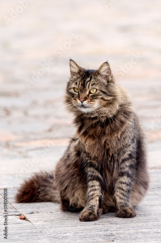 A beautiful, homeless gray, furry cat is sitting on the street.