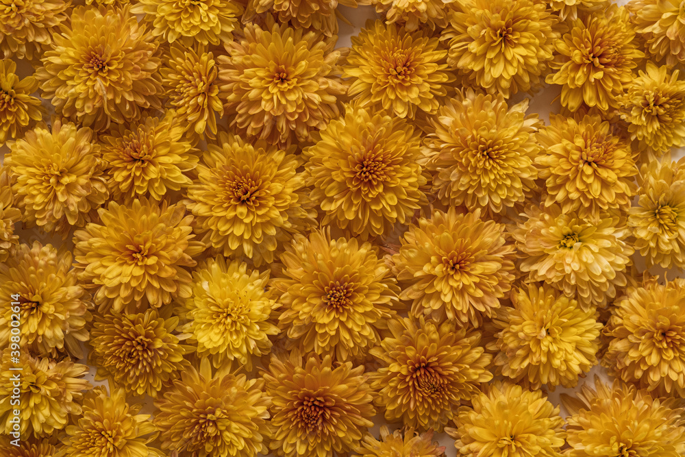 Floral pattern made of yellow wild flowers. Flat lay, top view. Valentine's background. Floral texture. Pattern of flowers. Floral pattern made of yellow wild flowers. Flat lay, top view. Valentine's background. Floral texture. Pattern of flowers.
