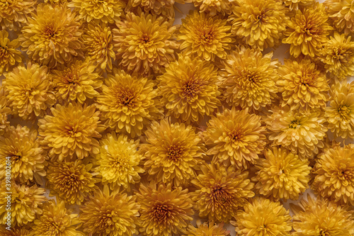 Floral pattern made of yellow wild flowers. Flat lay, top view. Valentine's background. Floral texture. Pattern of flowers.