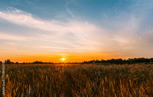 scenic view from reeds at a beautiful sunset. Reed cane grass on the front and orange sun glow with picrutesque sky on the background. Amazing evening landscape