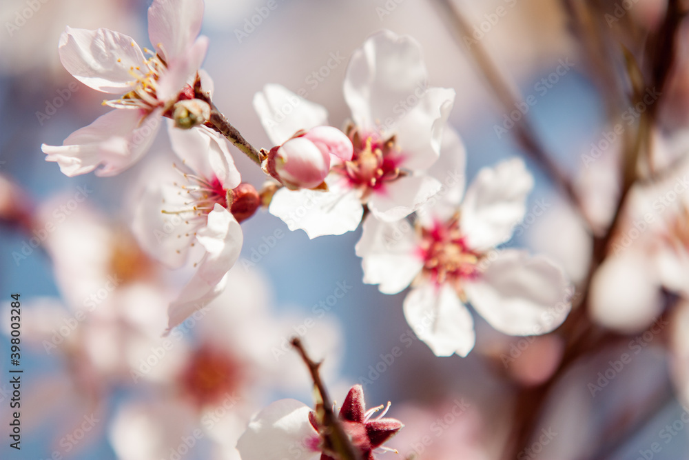 Almond Blossoms Macro detail picture in spring with blue sky