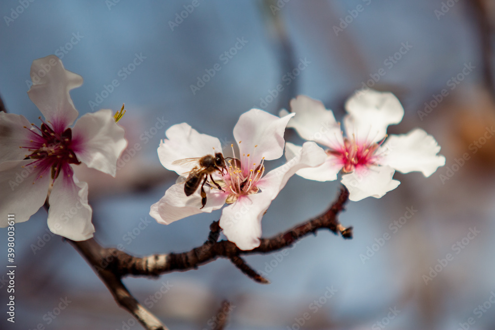 Almond Blossoms Macro detail picture in spring with blue sky Almond Blossoms Macro detail picture in spring with blue sky