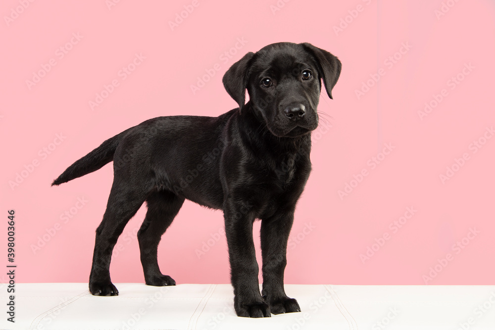 Cute black labrador retriever puppy standing on a white couch looking at the camera Cute black labrador retriever puppy standing on a white couch looking at the camera